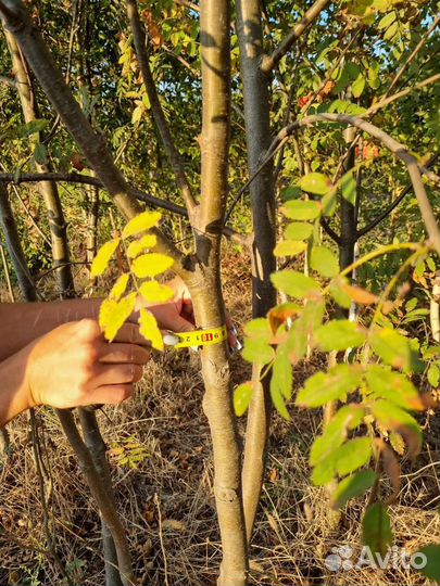 Липа Берёза Клён Рябина