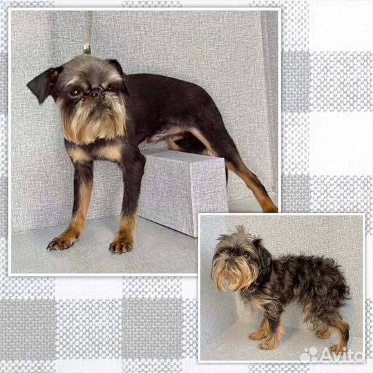 Стрижка собак и кошек (груминг) Грумер