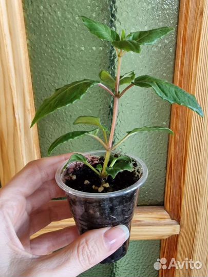 Фуксия растение