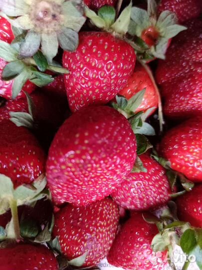 Рассада клубники земляники много сортов