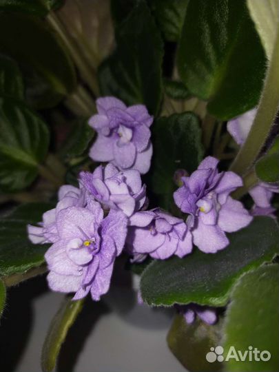 Фиалка или сенполия в горшках