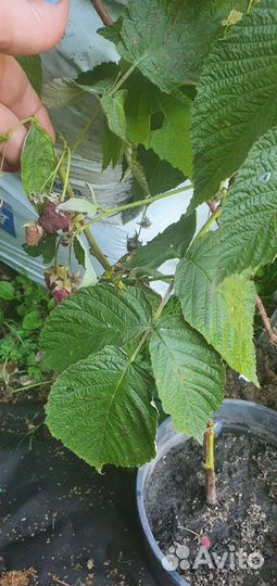 Саженцы малины, тибетской малины, ежемалины, зкс