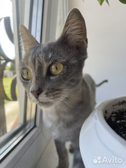 Кошечка даром