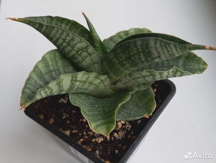 Сансевиерия Leon heart