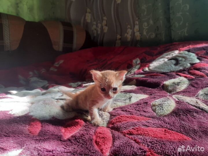 Котята ищут хозяина