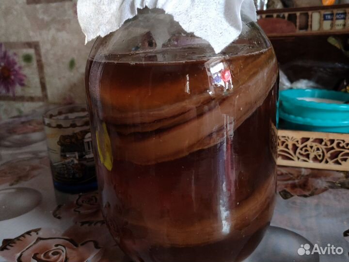 Чайный гриб комбуча