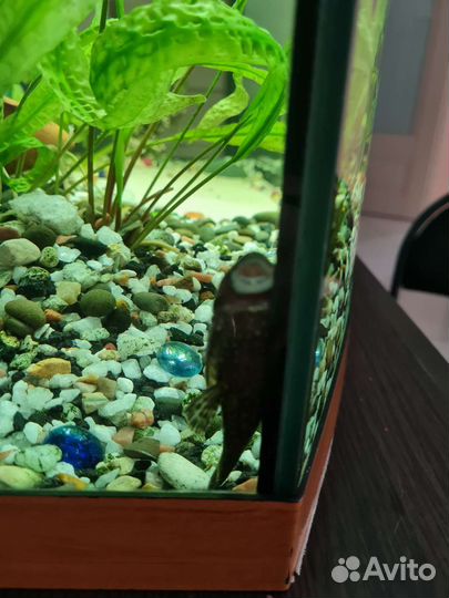 Сом анцитрус маленький