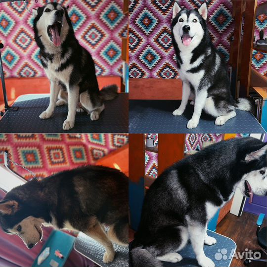 Груминг собак