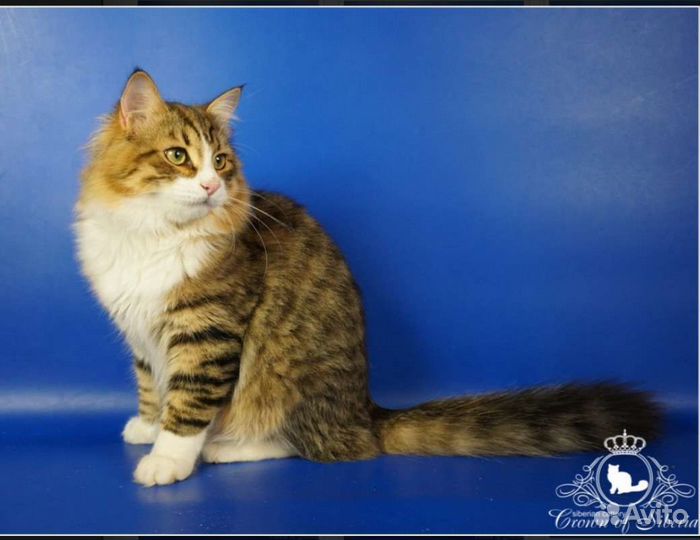 Породистый ласковый сибирский котик