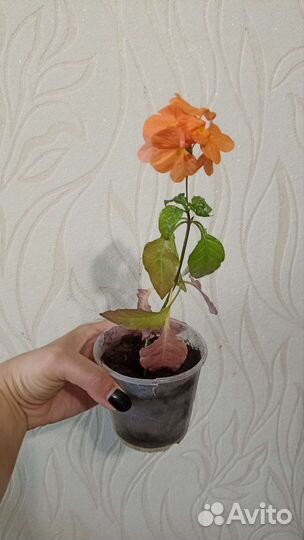 Кроссандра