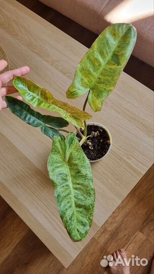 Филодендрон Параисо Верде (Биллитае Мраморный)