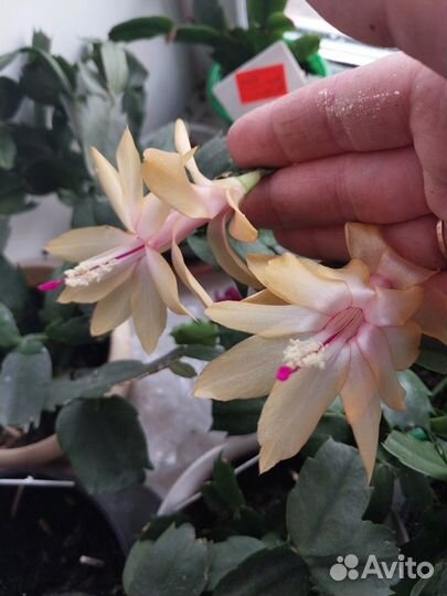 Продам цветы комнатные