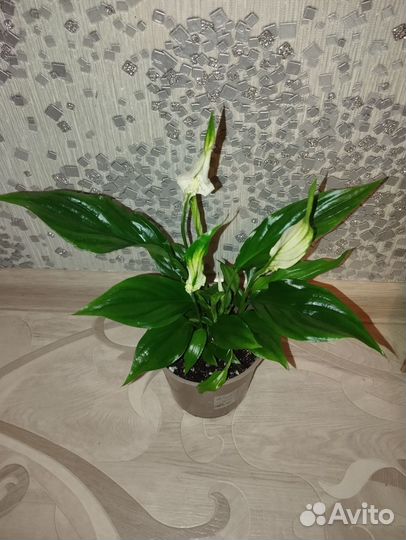 Спатифиллум шопен