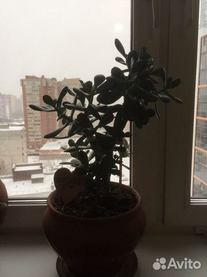 Толстянка или денежное дерево