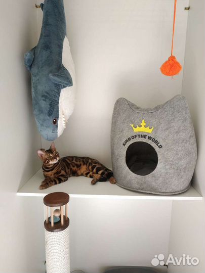 Гостиница для кошек