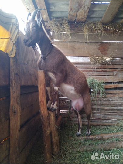 Альпийские и альпийско-зааненские козы