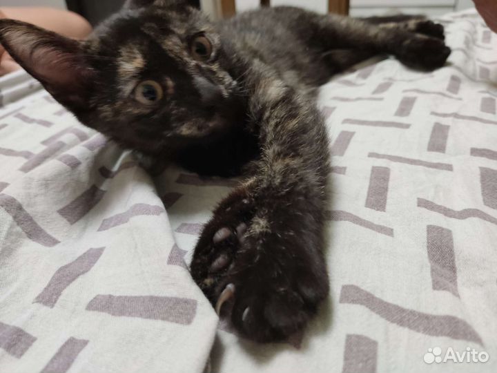 Два котёнка, две умные девочки