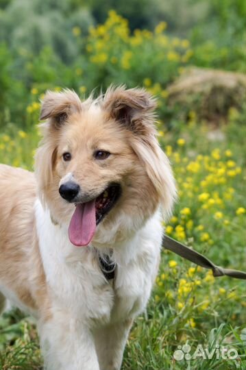 Нежная Раффи собака из приюта в добрые руки