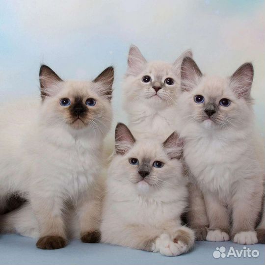 Нарядные котята