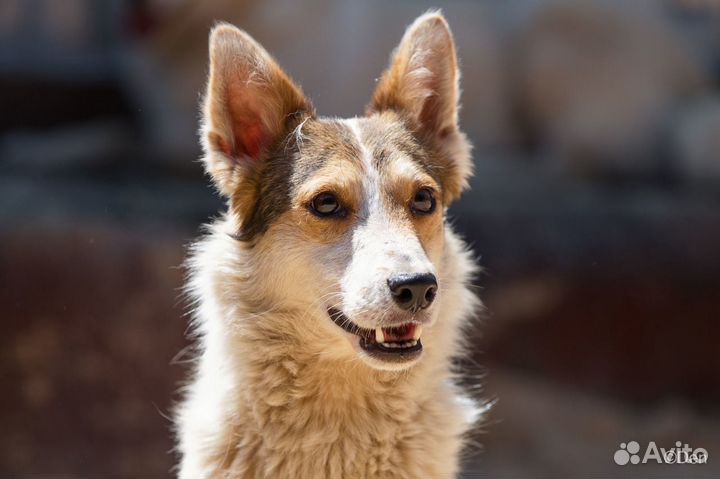 Отдаю собаку маленького размера Трюфеля в дар