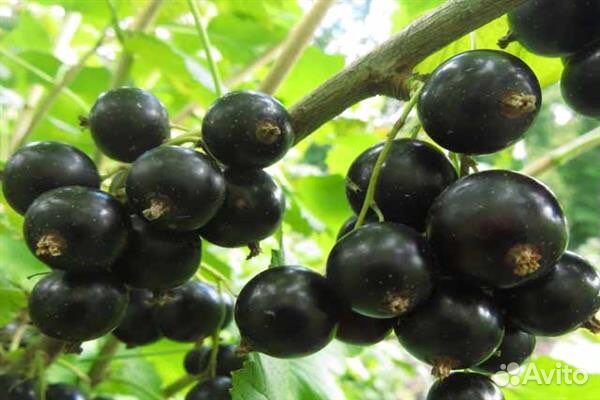 Черная смородина «Дар Смольяниновой”