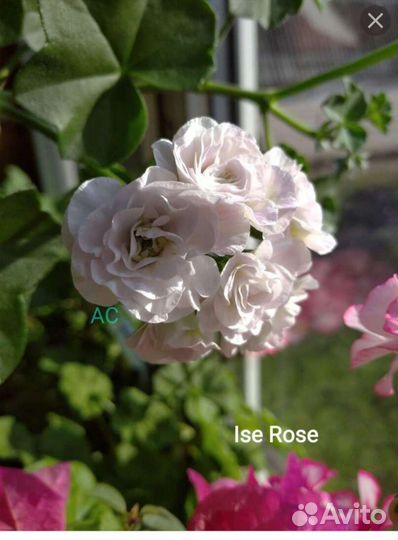 Герань ise rose плющелистная