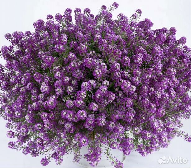 Алиссум вегетативный