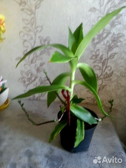 Золотой ус лечебный Индийский лук