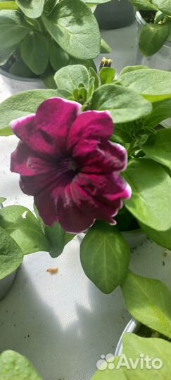 Растения цветы для сада