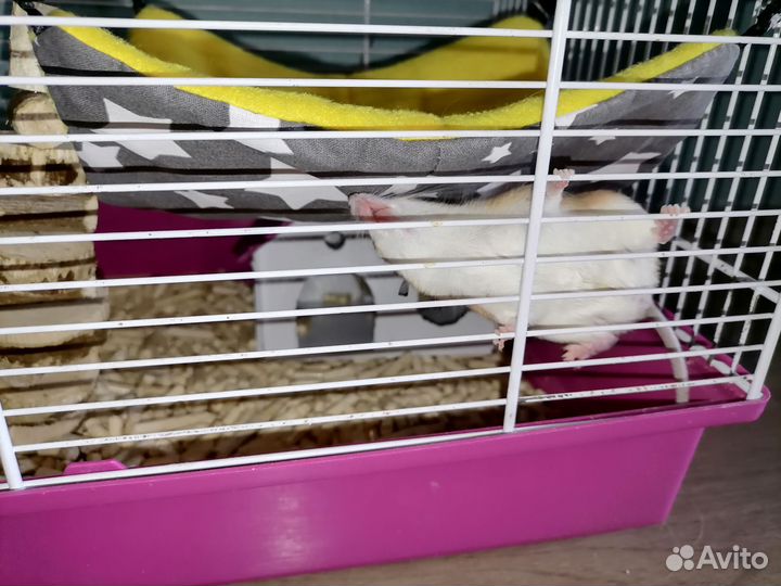 Иглистые мыши