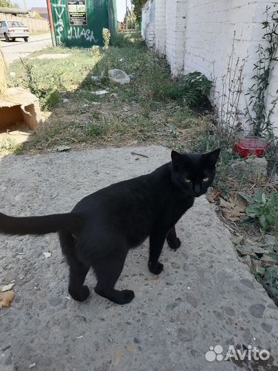 Кошка в дар