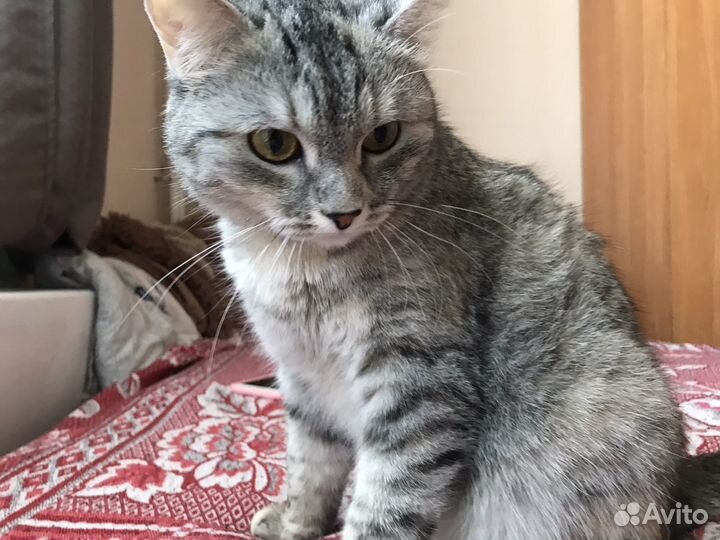 Кошка в добрые руки
