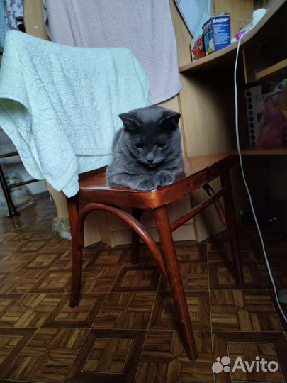 Кот в дар бесплатно