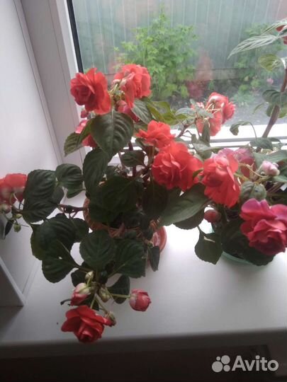 Бальзамин махровый