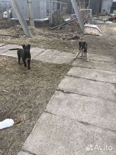 Щенки помесь немецкой овчарки