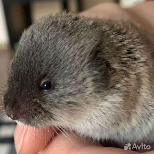 Слепушонка восточная или минибобрик