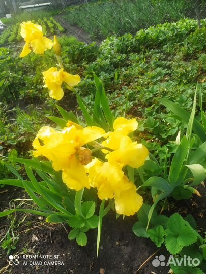 Ирисы бородатые