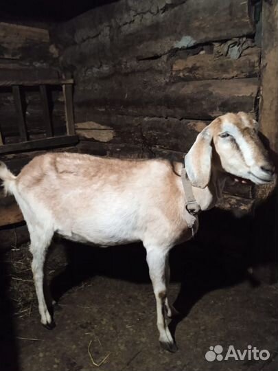 Коза и козел