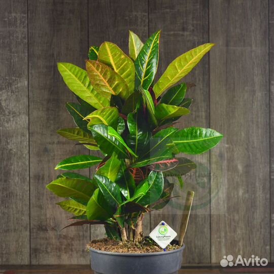 Кротон Петра 60/21