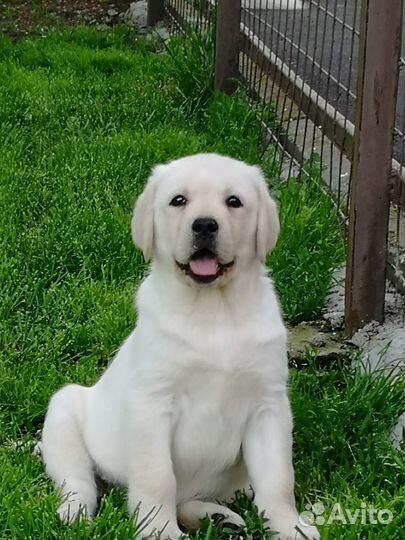 Щенки лабрадора