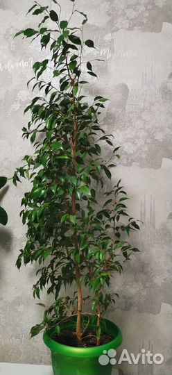 Комнатные растения