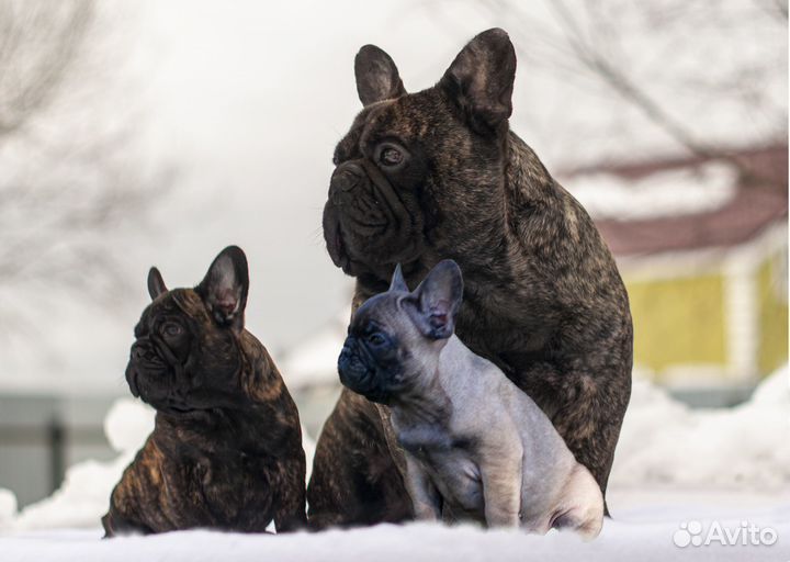 Французский бульдог щенки