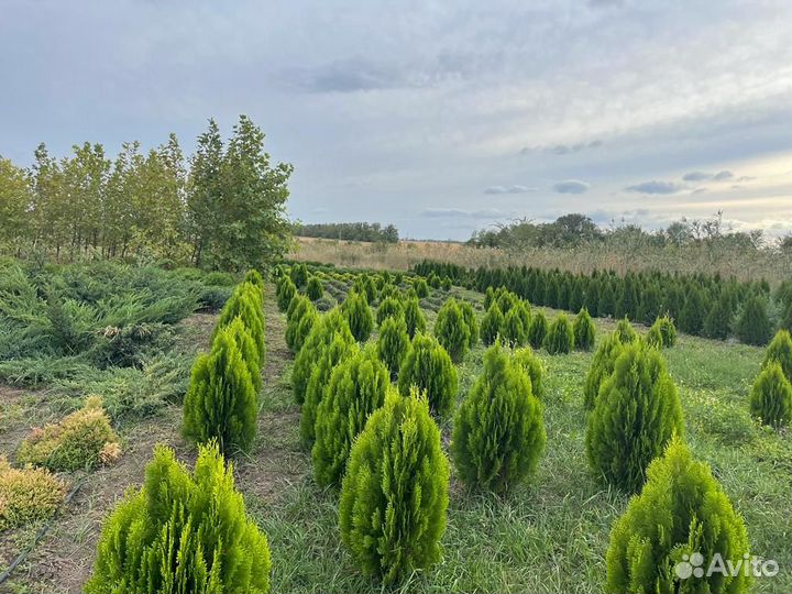 Туя Смарагд