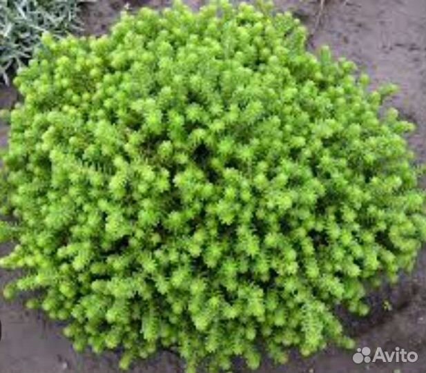 Почвопокровные суккуленты.Очиток скальный и белый