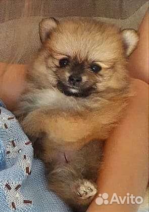 Померанский шпиц для вязки