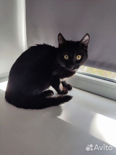 Котёнок