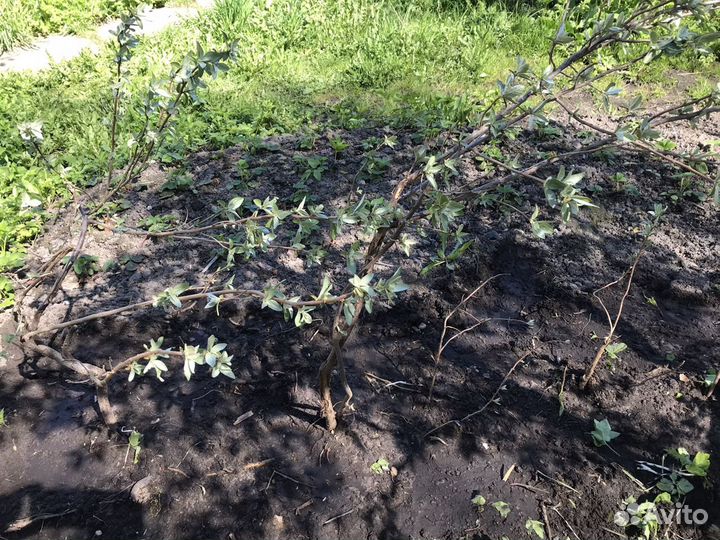 Лох серебристый