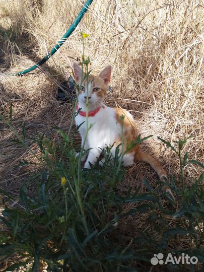 Котята, мальчики