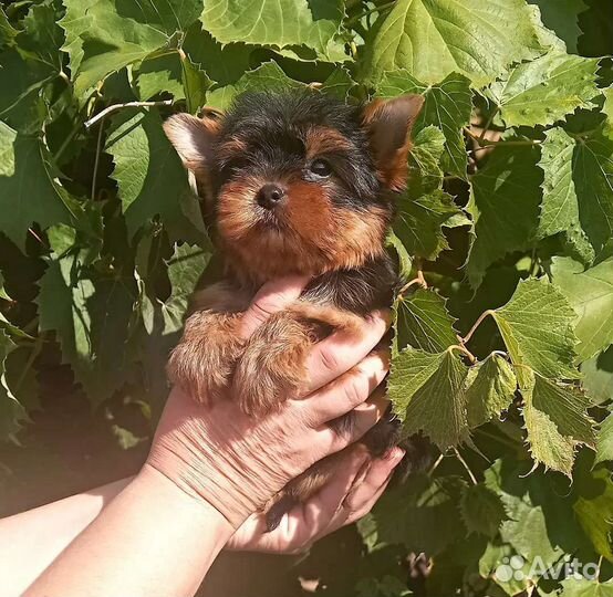 Йоркширский терьер