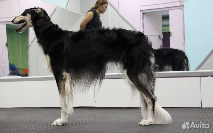 Хендлер, подготовка к выставке, обучение